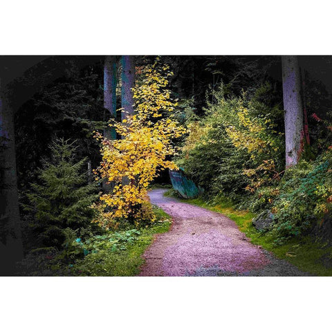 Black Forest Path II White Modern Wood Framed Art Print by Murdock, Ramona