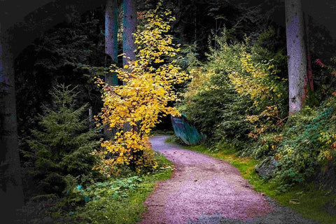 Black Forest Path II Black Ornate Wood Framed Art Print with Double Matting by Murdock, Ramona