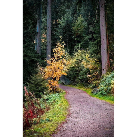 Black Forest Path III White Modern Wood Framed Art Print by Murdock, Ramona