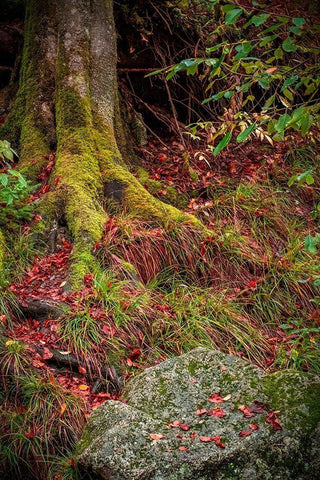 Along the Forest Path Black Ornate Wood Framed Art Print with Double Matting by Murdock, Ramona