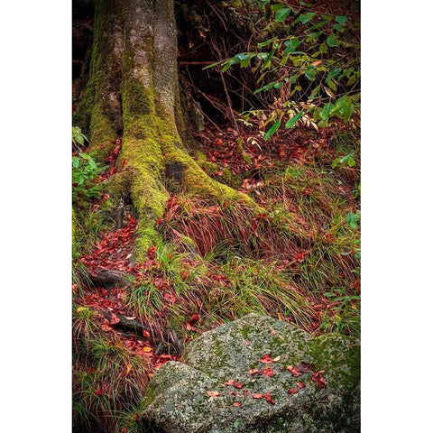 Along the Forest Path Black Modern Wood Framed Art Print by Murdock, Ramona