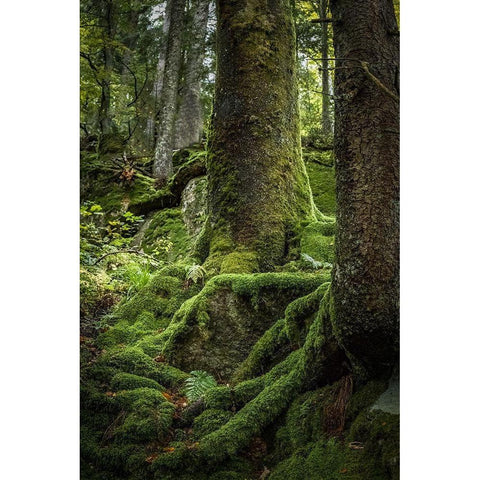 Ancient Forest White Modern Wood Framed Art Print by Murdock, Ramona