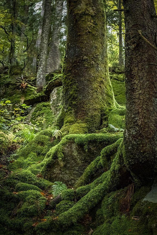 Ancient Forest Black Ornate Wood Framed Art Print with Double Matting by Murdock, Ramona