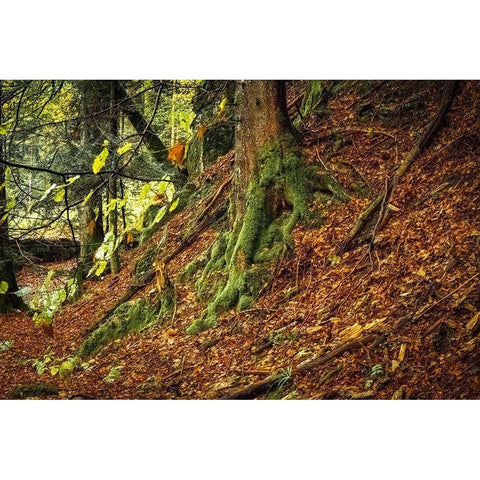 Ancient Trees Black Modern Wood Framed Art Print by Murdock, Ramona