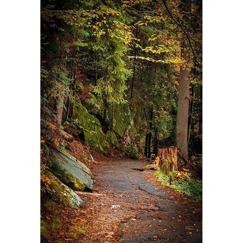 Foret Path White Modern Wood Framed Art Print by Murdock, Ramona