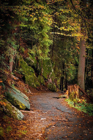 Foret Path White Modern Wood Framed Art Print with Double Matting by Murdock, Ramona