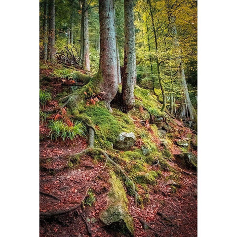 Overseers of the Path White Modern Wood Framed Art Print by Murdock, Ramona