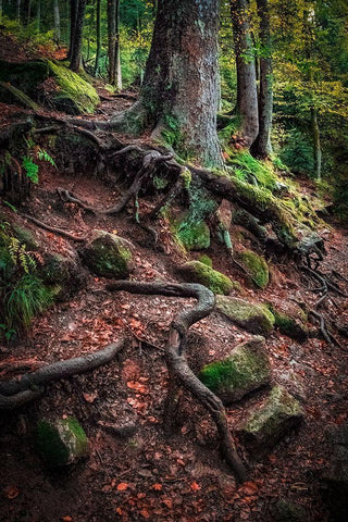 Sentinels Along Our Path Black Ornate Wood Framed Art Print with Double Matting by Murdock, Ramona
