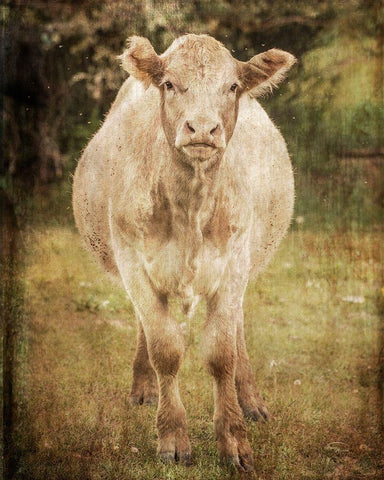 Belle Black Ornate Wood Framed Art Print with Double Matting by Murdock, Ramona