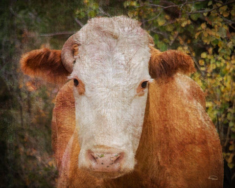 Its Been a Tough Life Darlin White Modern Wood Framed Art Print with Double Matting by Murdock, Ramona