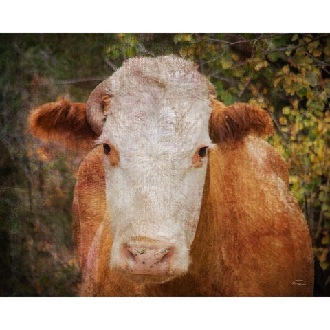 Its Been a Tough Life Darlin White Modern Wood Framed Art Print by Murdock, Ramona