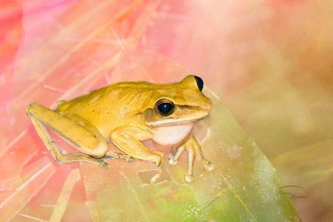 Waiting for Lunch White Modern Wood Framed Art Print with Double Matting by Murdock, Ramona