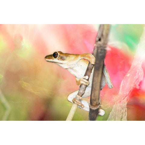 Hangin Around White Modern Wood Framed Art Print by Murdock, Ramona