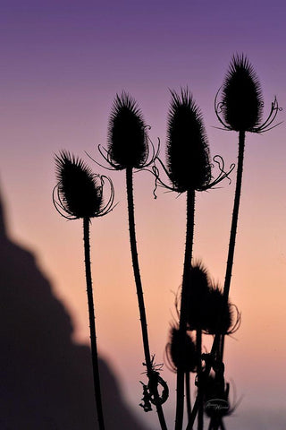 Silhouette White Modern Wood Framed Art Print with Double Matting by Murdock, Ramona