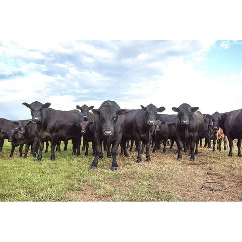 Bad Boys Black Modern Wood Framed Art Print with Double Matting by Murdock, Ramona