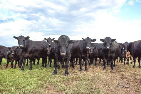 Bad Boys White Modern Wood Framed Art Print with Double Matting by Murdock, Ramona