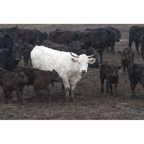 White Steer White Modern Wood Framed Art Print by Murdock, Ramona