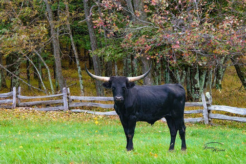 Black Steer White Modern Wood Framed Art Print with Double Matting by Murdock, Ramona