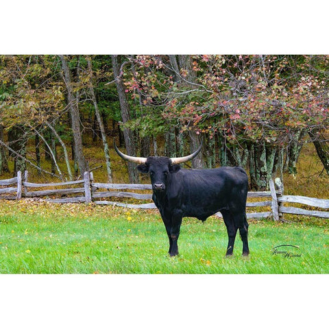 Black Steer Gold Ornate Wood Framed Art Print with Double Matting by Murdock, Ramona