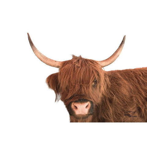 Highland Calf I White Modern Wood Framed Art Print by Murdock, Ramona