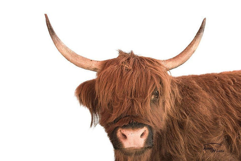 Highland Calf I White Modern Wood Framed Art Print with Double Matting by Murdock, Ramona