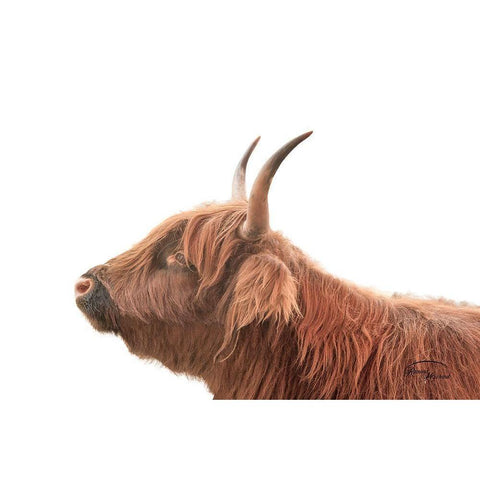 Highland Calf II Black Modern Wood Framed Art Print by Murdock, Ramona