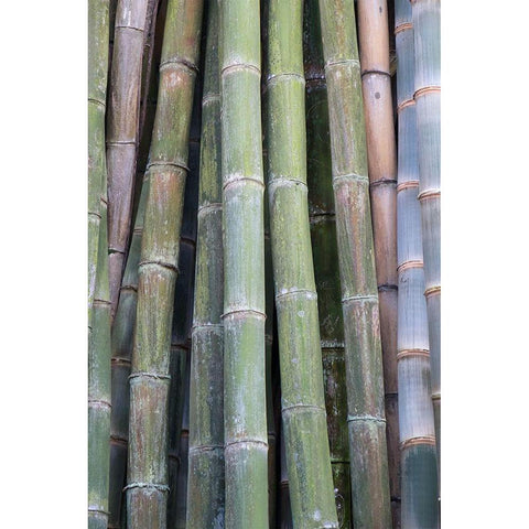 Bamboo Fence White Modern Wood Framed Art Print by Murdock, Ramona