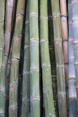 Bamboo Fence White Modern Wood Framed Art Print with Double Matting by Murdock, Ramona