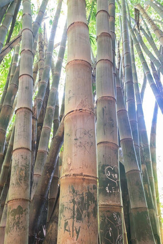 Bamboo Grove Sunburst Black Ornate Wood Framed Art Print with Double Matting by Murdock, Ramona