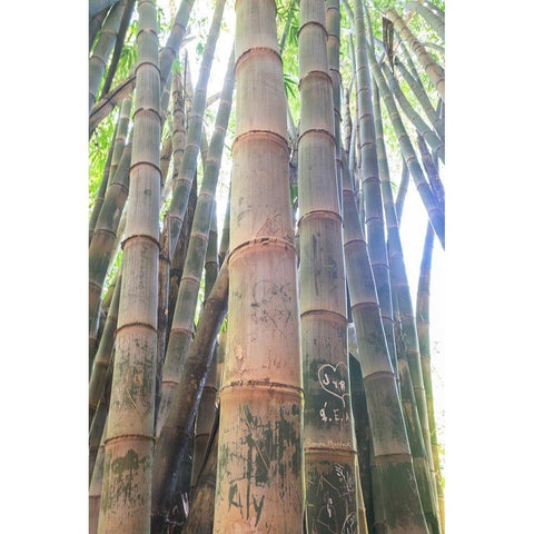 Bamboo Grove Sunburst Gold Ornate Wood Framed Art Print with Double Matting by Murdock, Ramona