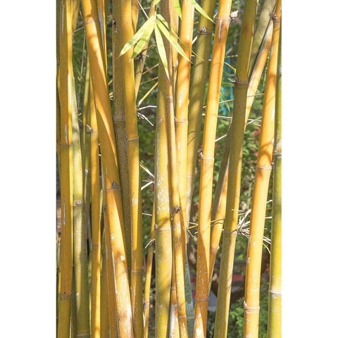 Golden Bamboo Gold Ornate Wood Framed Art Print with Double Matting by Murdock, Ramona