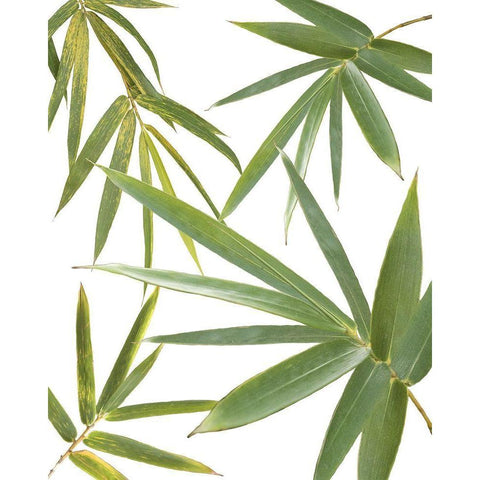 Bamboo Collage White Modern Wood Framed Art Print by Murdock, Ramona