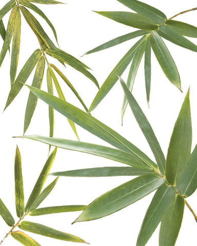 Bamboo Collage White Modern Wood Framed Art Print with Double Matting by Murdock, Ramona