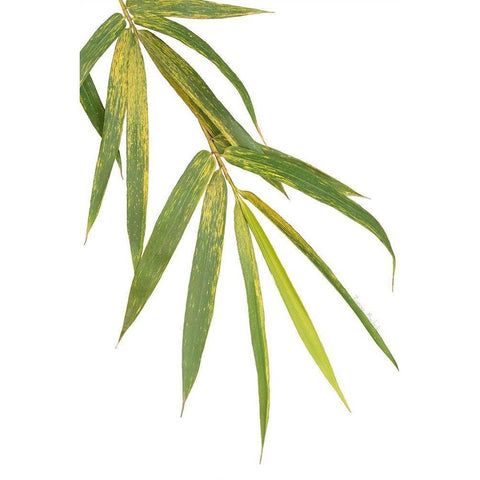 Bamboo Branch Black Modern Wood Framed Art Print with Double Matting by Murdock, Ramona