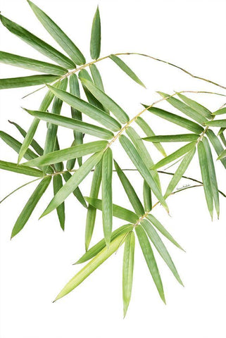 Bamboo Bouquet White Modern Wood Framed Art Print with Double Matting by Murdock, Ramona