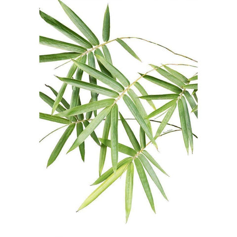 Bamboo Bouquet White Modern Wood Framed Art Print by Murdock, Ramona