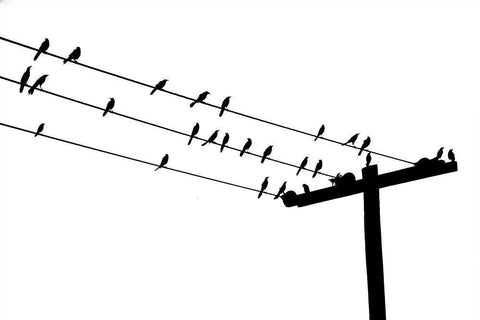 Bird Neighborhood White Modern Wood Framed Art Print with Double Matting by Murdock, Ramona