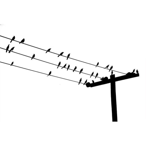 Bird Neighborhood Black Modern Wood Framed Art Print by Murdock, Ramona