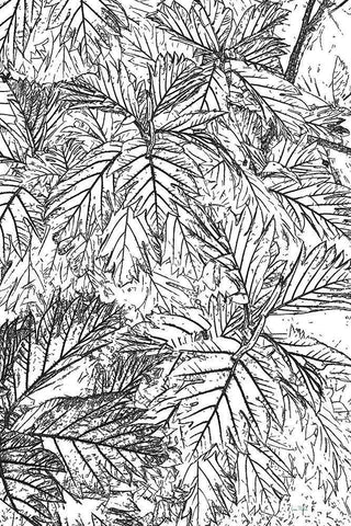 Botanical BW I Black Ornate Wood Framed Art Print with Double Matting by Murdock, Ramona