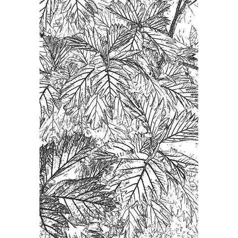 Botanical BW I White Modern Wood Framed Art Print by Murdock, Ramona