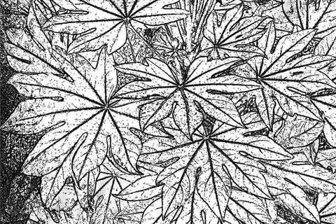 Botanical BW II White Modern Wood Framed Art Print with Double Matting by Murdock, Ramona