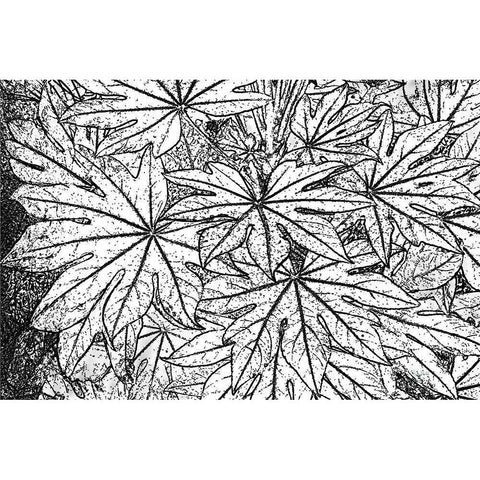 Botanical BW II White Modern Wood Framed Art Print by Murdock, Ramona