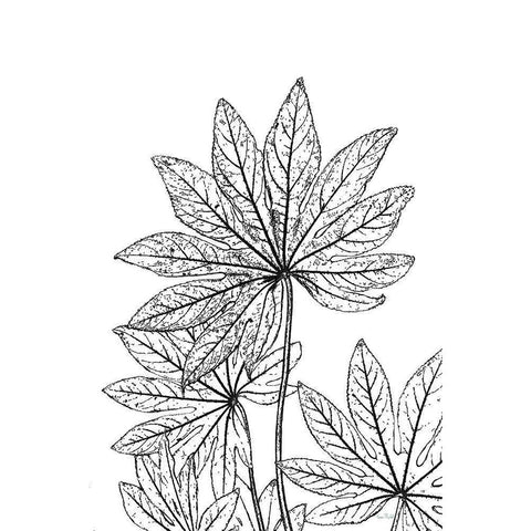 Botanical BW III Gold Ornate Wood Framed Art Print with Double Matting by Murdock, Ramona