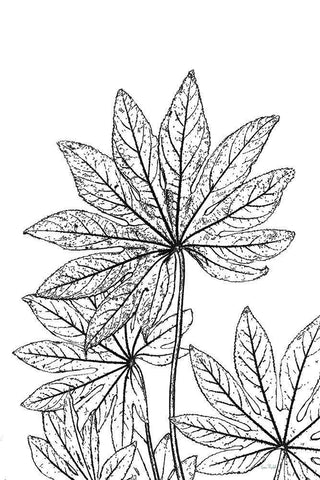 Botanical BW III White Modern Wood Framed Art Print with Double Matting by Murdock, Ramona