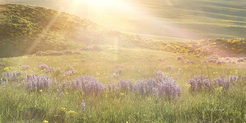 Sunshine White Modern Wood Framed Art Print with Double Matting by Murdock, Ramona