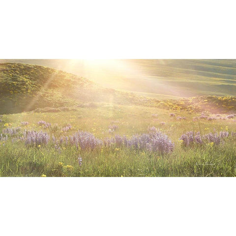 Sunshine White Modern Wood Framed Art Print by Murdock, Ramona