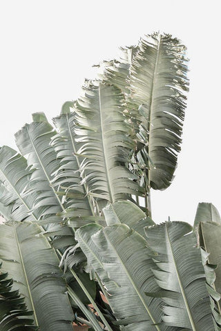 Banana Branch II Black Ornate Wood Framed Art Print with Double Matting by Murdock, Ramona