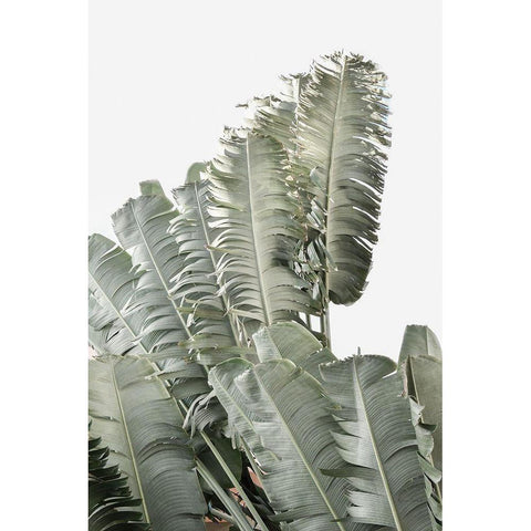 Banana Branch II White Modern Wood Framed Art Print by Murdock, Ramona