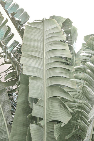 Banana Branch V White Modern Wood Framed Art Print with Double Matting by Murdock, Ramona