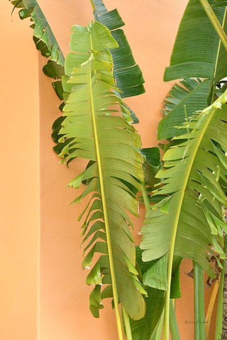 Tropical Dream III Black Ornate Wood Framed Art Print with Double Matting by Murdock, Ramona